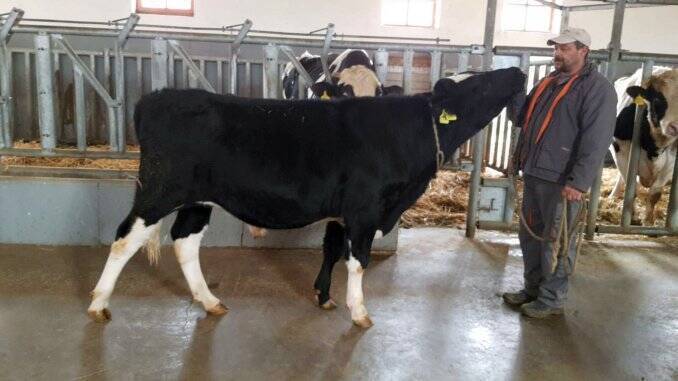 Tauras Panifmont cu genetica Holstein Romania