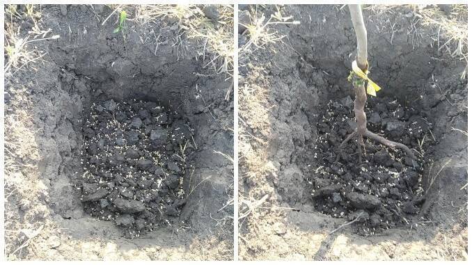 Foto: Ristea George‎Pepinierele Roman - sfaturi utile, întreținere pomi, arbuști fructiferi