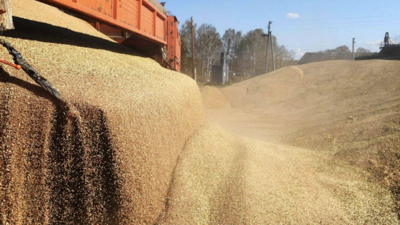 grau care se varsa dintr-un utilaj agricol