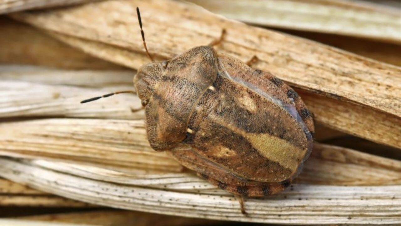 plosnita graului