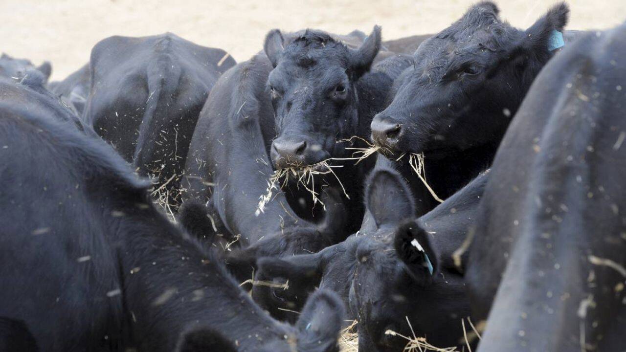 mai multe vaci din rasa Black Angus