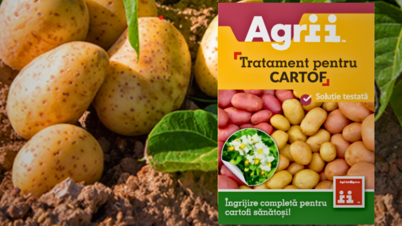 Pachet pentru tratament cultură cartofi